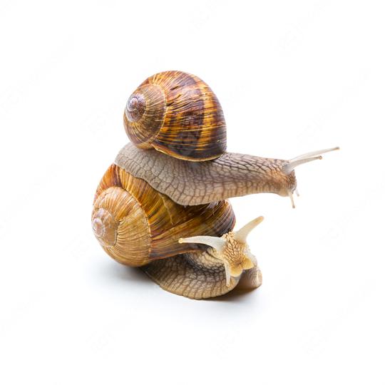 Piggybacking a Snail  : Stock Photo or Stock Video Download rcfotostock photos, images and assets rcfotostock | RC Photo Stock.: