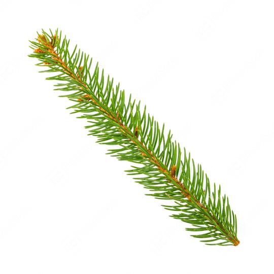 pine branch isolated on white background  : Stock Photo or Stock Video Download rcfotostock photos, images and assets rcfotostock | RC Photo Stock.: