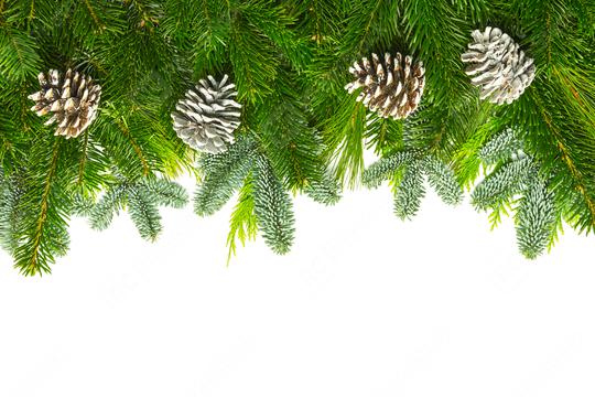 pine branches with pine cones   : Stock Photo or Stock Video Download rcfotostock photos, images and assets rcfotostock | RC Photo Stock.: