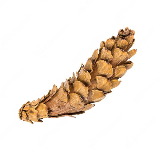 Pine cone isolated on white background with clipping path  : Stock Photo or Stock Video Download rcfotostock photos, images and assets rcfotostock | RC Photo Stock.: