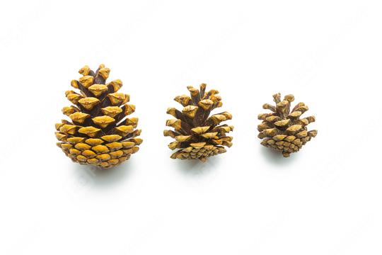 pine cones in different sizes  : Stock Photo or Stock Video Download rcfotostock photos, images and assets rcfotostock | RC Photo Stock.: