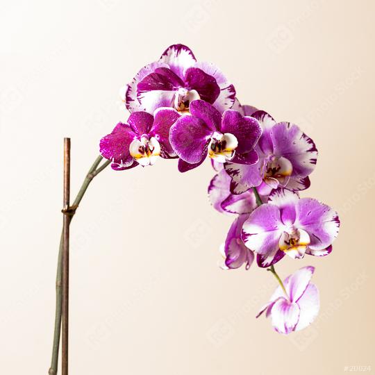 Pink Orchid flowers cosmetics on brown background  : Stock Photo or Stock Video Download rcfotostock photos, images and assets rcfotostock | RC Photo Stock.: