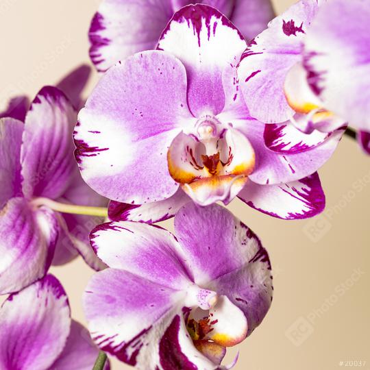 Pink Orchid flowers cosmetics on brown background  : Stock Photo or Stock Video Download rcfotostock photos, images and assets rcfotostock | RC Photo Stock.: