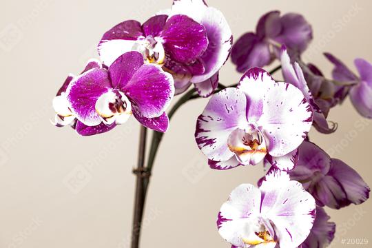 Pink Orchid flowers on brown background  : Stock Photo or Stock Video Download rcfotostock photos, images and assets rcfotostock | RC Photo Stock.:
