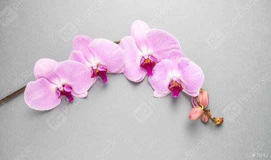Pink orchid on gray background  : Stock Photo or Stock Video Download rcfotostock photos, images and assets rcfotostock | RC Photo Stock.: