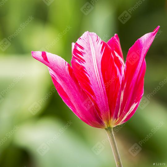 Pink Tulip   : Stock Photo or Stock Video Download rcfotostock photos, images and assets rcfotostock | RC Photo Stock.: