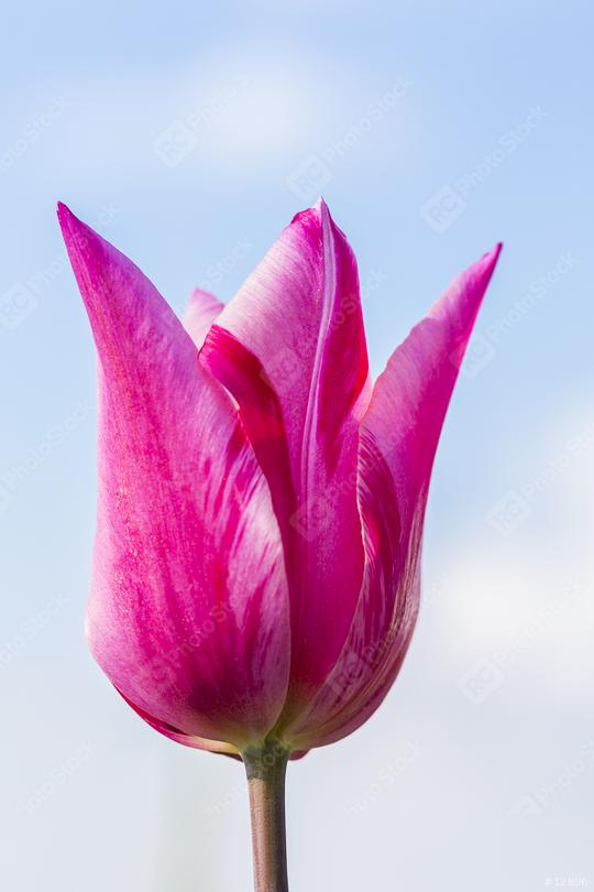Pink Tulip bud  : Stock Photo or Stock Video Download rcfotostock photos, images and assets rcfotostock | RC Photo Stock.: