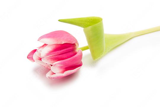 pink tulip flower  : Stock Photo or Stock Video Download rcfotostock photos, images and assets rcfotostock | RC Photo Stock.: