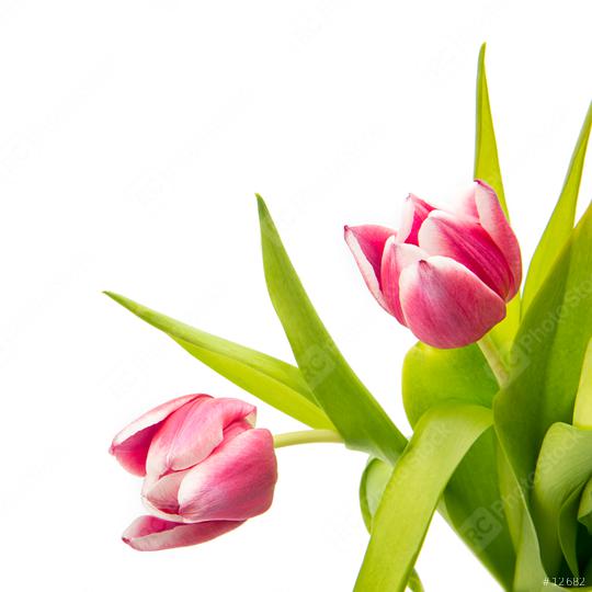 pink tulip flower buds  : Stock Photo or Stock Video Download rcfotostock photos, images and assets rcfotostock | RC Photo Stock.: