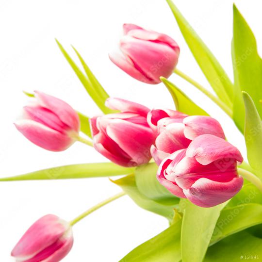 pink tulip flowers bouquet  : Stock Photo or Stock Video Download rcfotostock photos, images and assets rcfotostock | RC Photo Stock.: