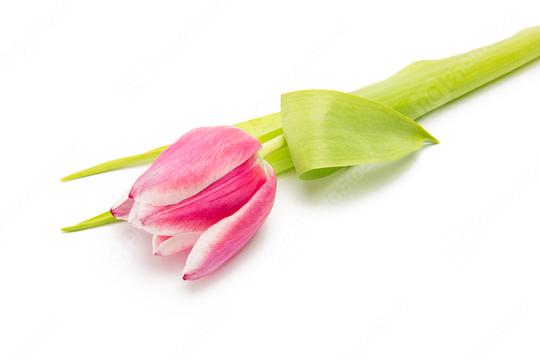 pink tulip on white  : Stock Photo or Stock Video Download rcfotostock photos, images and assets rcfotostock | RC Photo Stock.: