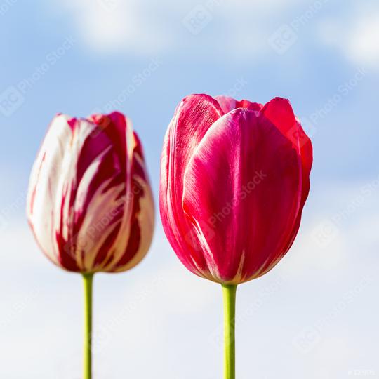 Pink Tulips on blue sky  : Stock Photo or Stock Video Download rcfotostock photos, images and assets rcfotostock | RC Photo Stock.: