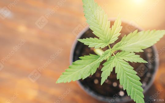 plant of marijuana Indoor Cannabis CBD Farm. Cannabis Plants Growing background  : Stock Photo or Stock Video Download rcfotostock photos, images and assets rcfotostock | RC Photo Stock.:
