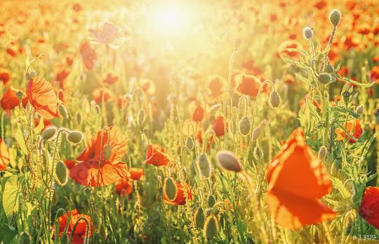 Poppy flowers field in spring at sunset  : Stock Photo or Stock Video Download rcfotostock photos, images and assets rcfotostock | RC Photo Stock.: