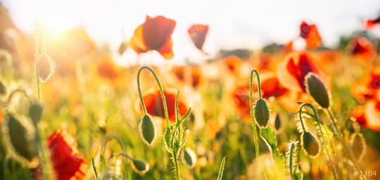 Poppy flowers meadow and nice sunset scene   : Stock Photo or Stock Video Download rcfotostock photos, images and assets rcfotostock | RC Photo Stock.: