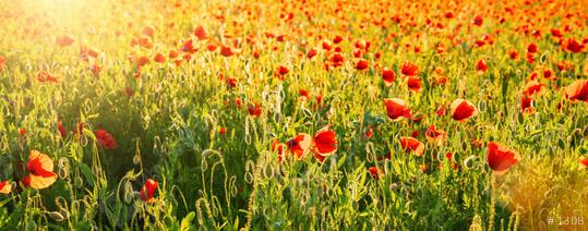 Poppy flowers meadow at summer, banner size  : Stock Photo or Stock Video Download rcfotostock photos, images and assets rcfotostock | RC Photo Stock.: