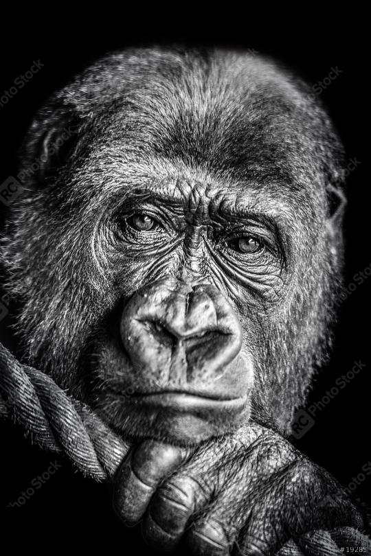Portait eines Gorillas, traurig in schwarz weiß  : Stock Photo or Stock Video Download rcfotostock photos, images and assets rcfotostock | RC Photo Stock.: