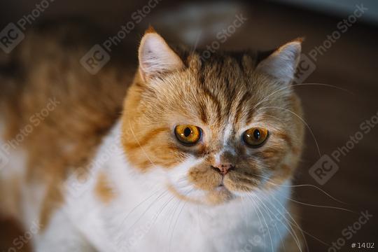 Portrait of a surprised Orange cat looking at camera   : Stock Photo or Stock Video Download rcfotostock photos, images and assets rcfotostock | RC Photo Stock.: