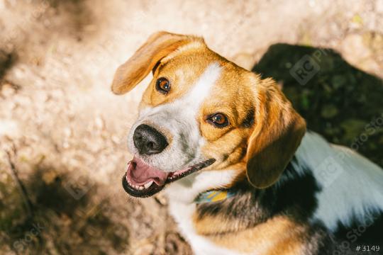 Portrait of beagle  : Stock Photo or Stock Video Download rcfotostock photos, images and assets rcfotostock | RC Photo Stock.: