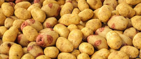 Potatoes as pile. Texture vegetable white young potato.  : Stock Photo or Stock Video Download rcfotostock photos, images and assets rcfotostock | RC Photo Stock.: