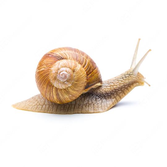 Protection from snails in the garden  : Stock Photo or Stock Video Download rcfotostock photos, images and assets rcfotostock | RC Photo Stock.: