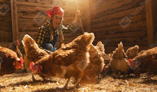 Proud chicken farmer woman takes care of her chickens in a henhouse  : Stock Photo or Stock Video Download rcfotostock photos, images and assets rcfotostock | RC Photo Stock.: