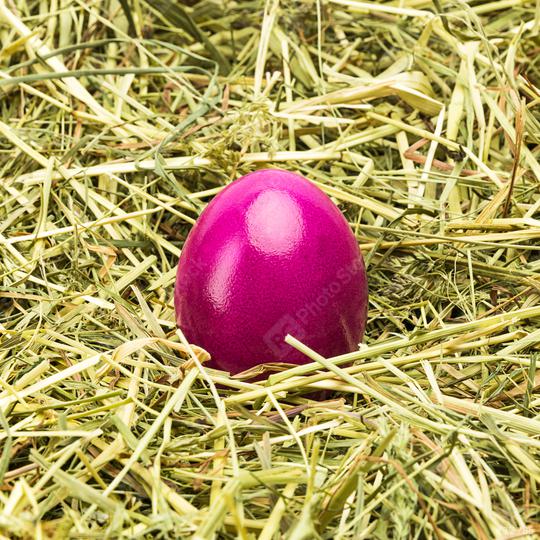 purple easter egg on hay  : Stock Photo or Stock Video Download rcfotostock photos, images and assets rcfotostock | RC Photo Stock.: