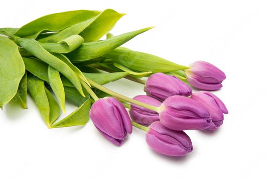 purple tulip flowers  : Stock Photo or Stock Video Download rcfotostock photos, images and assets rcfotostock | RC Photo Stock.: