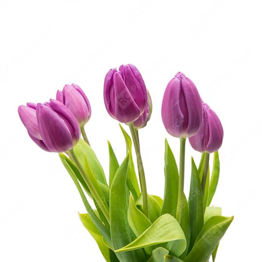purple tulip flowers on white  : Stock Photo or Stock Video Download rcfotostock photos, images and assets rcfotostock | RC Photo Stock.: