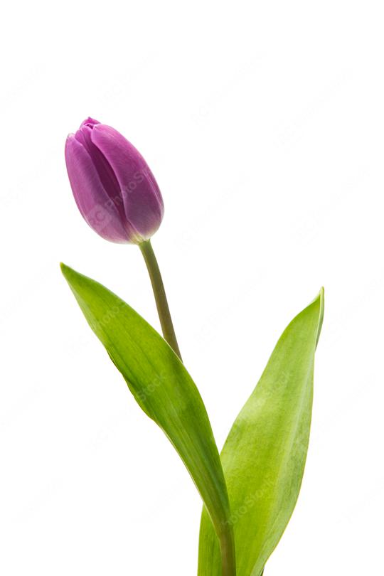 purple tulip on white   : Stock Photo or Stock Video Download rcfotostock photos, images and assets rcfotostock | RC Photo Stock.: