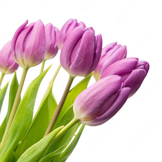 purple tulips on white  : Stock Photo or Stock Video Download rcfotostock photos, images and assets rcfotostock | RC Photo Stock.: