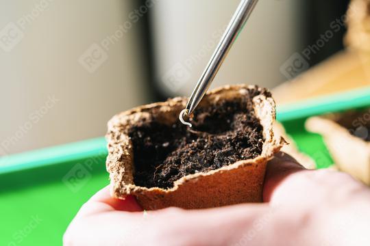 Putting cannabis seed in a pot, Indoor marijuana growing concept image  : Stock Photo or Stock Video Download rcfotostock photos, images and assets rcfotostock | RC Photo Stock.: