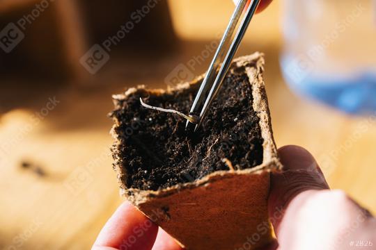 Putting cannabis seed with tweezers in a pot, Indoor marijuana growing concept image  : Stock Photo or Stock Video Download rcfotostock photos, images and assets rcfotostock | RC Photo Stock.: