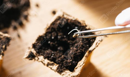 Putting cannabis seed with tweezers in a pot, medical marijuana growing  : Stock Photo or Stock Video Download rcfotostock photos, images and assets rcfotostock | RC Photo Stock.: