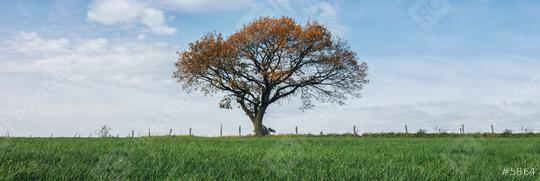 red autumn oak tree on a field   : Stock Photo or Stock Video Download rcfotostock photos, images and assets rcfotostock | RC Photo Stock.: