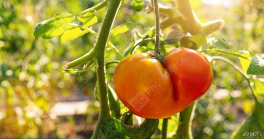 Red beefsteak tomatoes growing in the sunshine at a greenhouse. Delicious red tomatoe hanging on the vine of a tomato plant  : Stock Photo or Stock Video Download rcfotostock photos, images and assets rcfotostock | RC Photo Stock.: