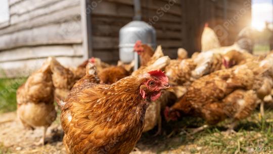 Red chickens on a farm in germany. Hens in a free range farm. Chickens walking in the farm yard with water dispenser  : Stock Photo or Stock Video Download rcfotostock photos, images and assets rcfotostock | RC Photo Stock.: