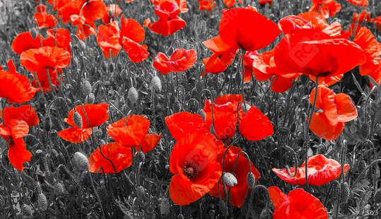 red poppies, black and white  : Stock Photo or Stock Video Download rcfotostock photos, images and assets rcfotostock | RC-Photo-Stock.: