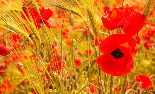 red poppy flowers in a corn field  : Stock Photo or Stock Video Download rcfotostock photos, images and assets rcfotostock | RC-Photo-Stock.: