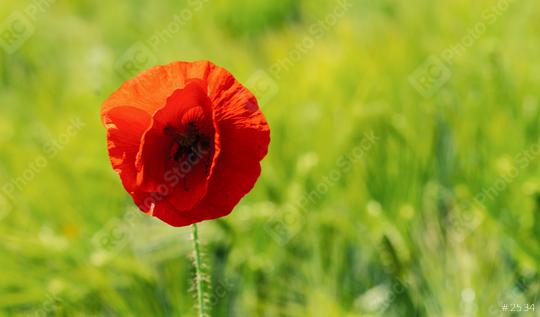 red poppy in a wheat field close up. copyspace for your individual text  : Stock Photo or Stock Video Download rcfotostock photos, images and assets rcfotostock | RC Photo Stock.: