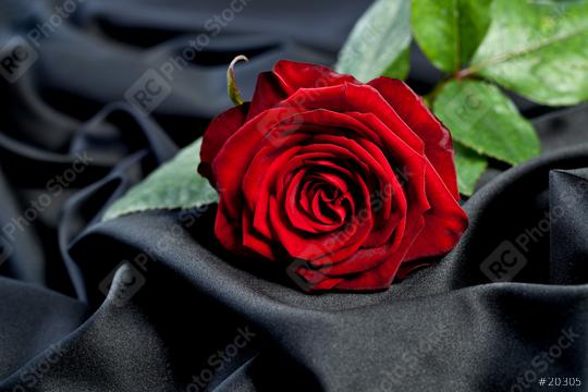 red rose on black silk  : Stock Photo or Stock Video Download rcfotostock photos, images and assets rcfotostock | RC Photo Stock.:
