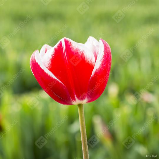 Red Tulip Bud in a field  : Stock Photo or Stock Video Download rcfotostock photos, images and assets rcfotostock | RC Photo Stock.: