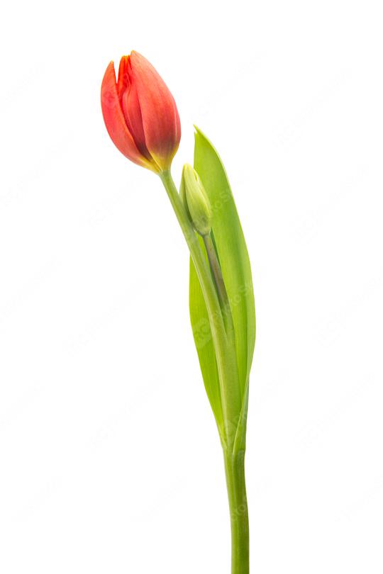 red tulip flower  : Stock Photo or Stock Video Download rcfotostock photos, images and assets rcfotostock | RC Photo Stock.: