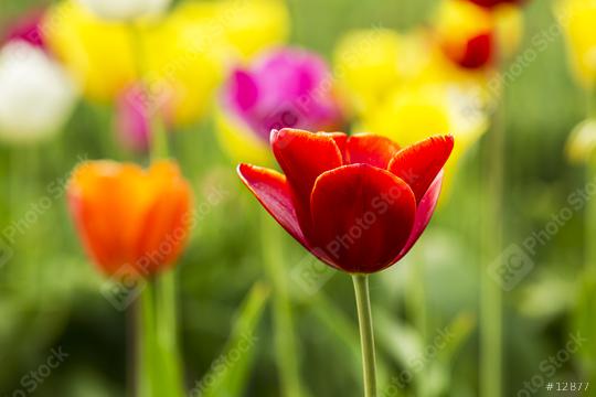 Red Tulip flower in a field  : Stock Photo or Stock Video Download rcfotostock photos, images and assets rcfotostock | RC Photo Stock.: