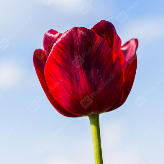 Red Tulip on blue sky  : Stock Photo or Stock Video Download rcfotostock photos, images and assets rcfotostock | RC Photo Stock.: