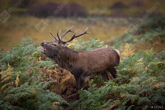 Röhrender Hirsch im Herbst, Schottland, Säugetier  : Stock Photo or Stock Video Download rcfotostock photos, images and assets rcfotostock | RC Photo Stock.:
