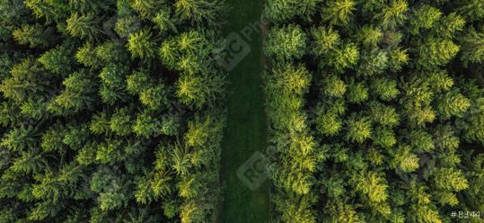 Road in the forest aerial view   : Stock Photo or Stock Video Download rcfotostock photos, images and assets rcfotostock | RC Photo Stock.: