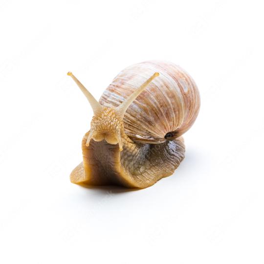 Roman snail  : Stock Photo or Stock Video Download rcfotostock photos, images and assets rcfotostock | RC Photo Stock.: