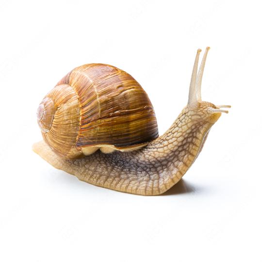 roman snail looks up  : Stock Photo or Stock Video Download rcfotostock photos, images and assets rcfotostock | RC Photo Stock.:
