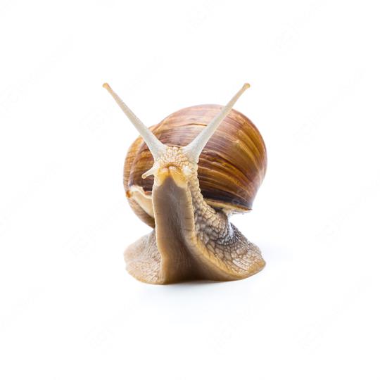 roman snail on white  : Stock Photo or Stock Video Download rcfotostock photos, images and assets rcfotostock | RC Photo Stock.: